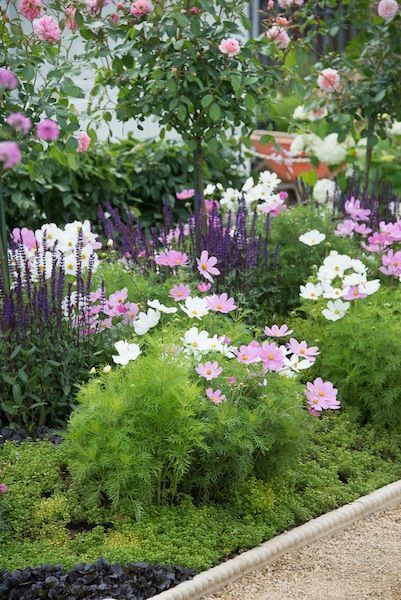 'A Growing Obsession Garden' with Cosmos, Salvia and roses.