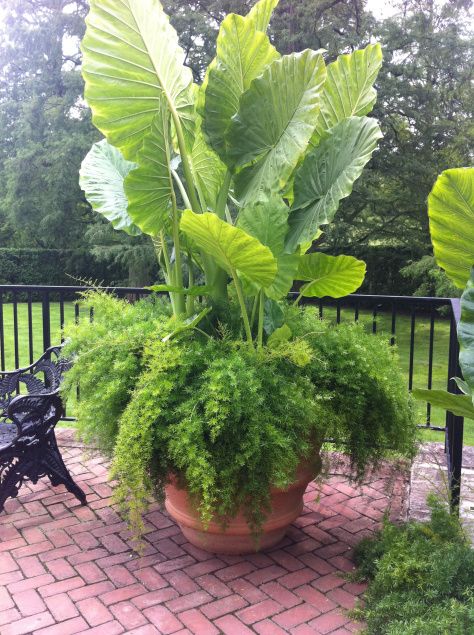 Elephant Ear and Asparagus Fern make a beautiful tall container pot and they are...