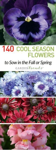 For many regions, these annuals can be planted in the fall, then overwinter and ...