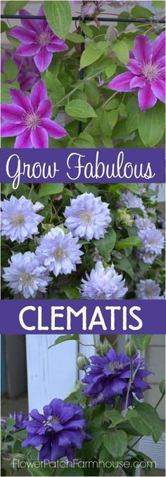 Growing clematis is easier than you think!  Check out how to get long lasting bl...