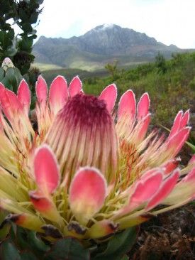 Protea - South African national flower ...