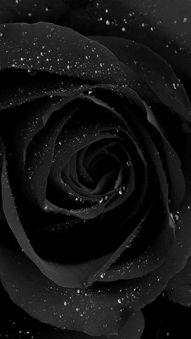 black rose ..only exist in Halfeti-TURKEY in the world