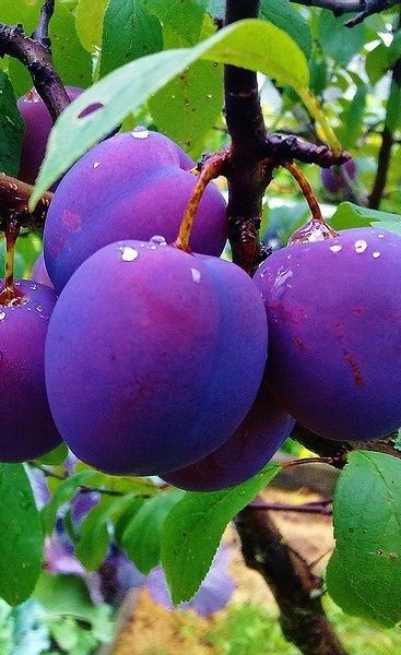 purple and green. plums