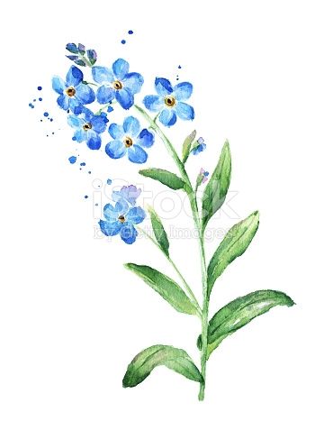 Forget Me Not Flower, Watercolor