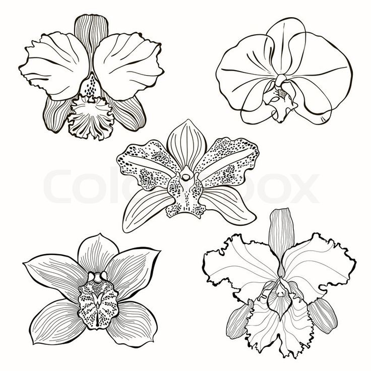 Flowers Drawings Hand Drawn Orchid Flowers Vector Set Vector Colourbox Flowers Tn Leading Flowers Magazine Daily Beautiful Flowers For All Occasions,Sage Plant Tattoo