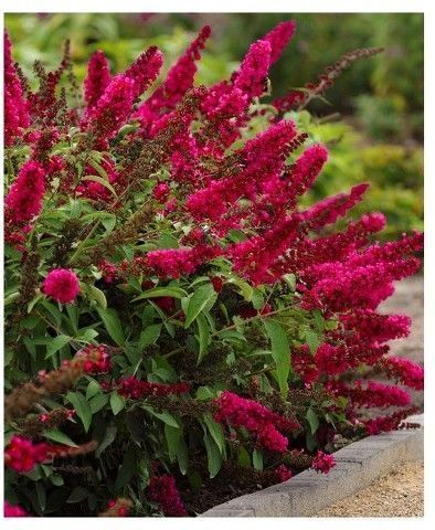 Buddleia 'Royal Red' - ‘Royal Red’ creates an amazing effect in the garden w...