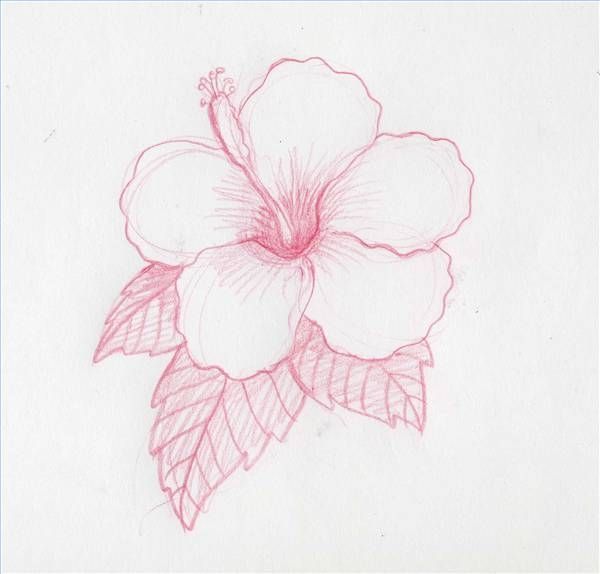 How to Draw Hawaiian Flowers | How to Draw Hawaiian Flowers Step by Step | eHow