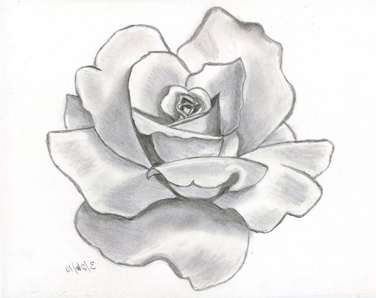 Pencil Sketch Drawing Of Flowers - See more about Pencil Sketch Drawing Of Flowe...