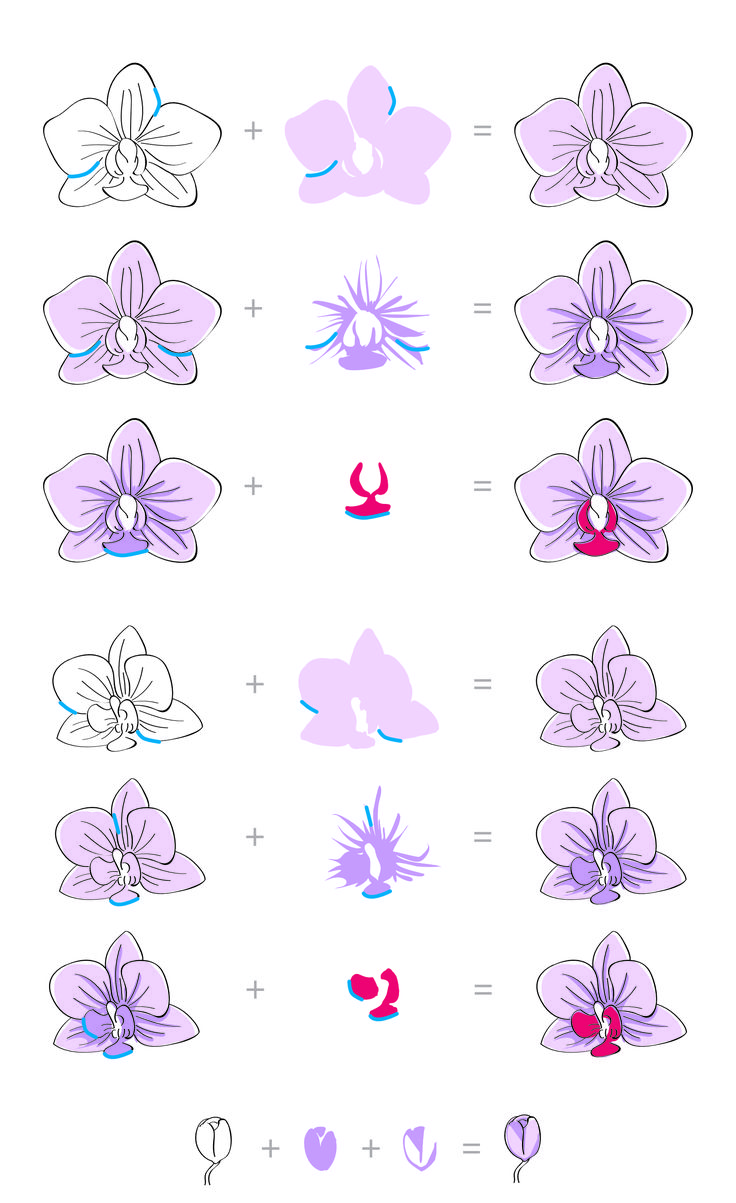 Layering-Guide-Oriental-Orchid-01.jpg (1651×2700)