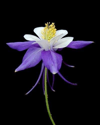 Whirling Dervish ~ Blue and White Columbine
