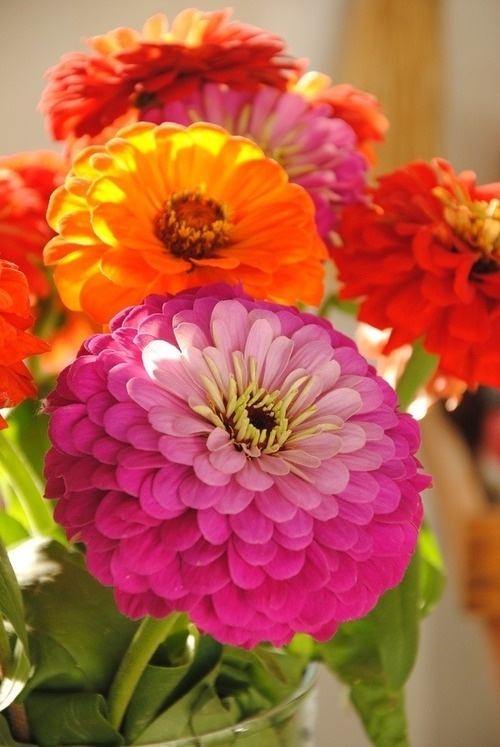 Zinnias - forgot how much I love these flowers that the deer don't eat