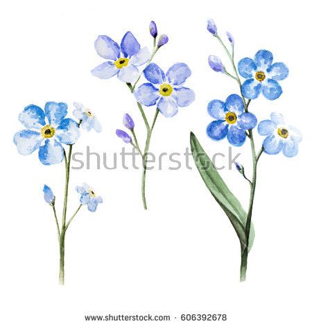 forget me nots are the Alaska state flower