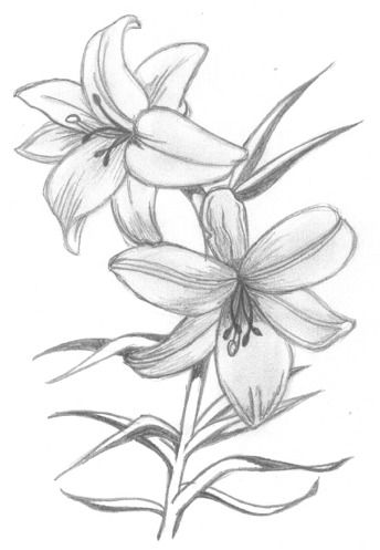 lily flowers drawings | Flowers - Madonna Lily by syris-darkness