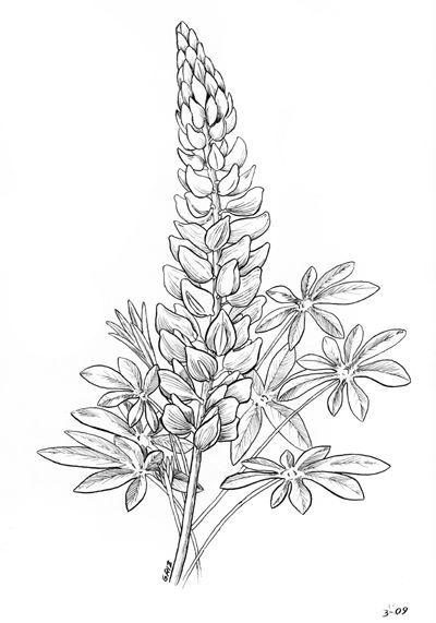 lupine - no flowers at the stem