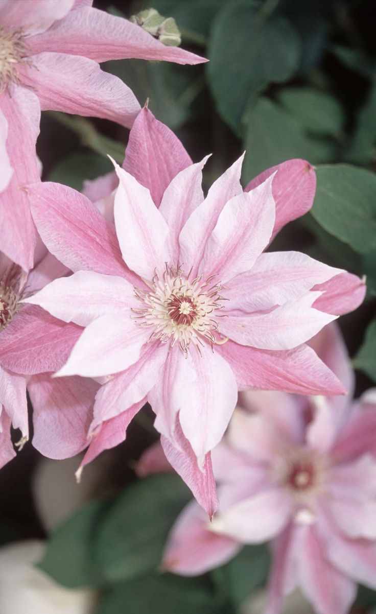 Clematis 'Love Jewelry'