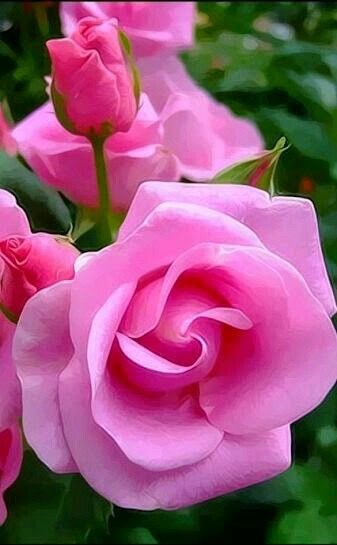 Pink roses