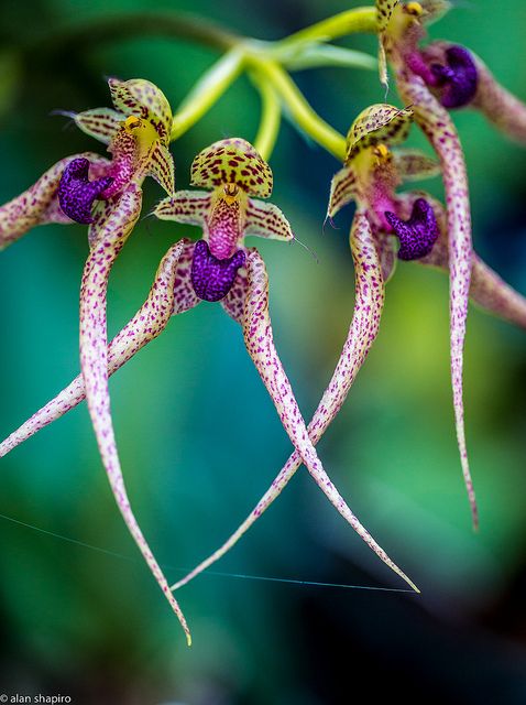 alanshapirophotography:  Orchids spinning a yarn on a Monday morning EXPLORED 11...