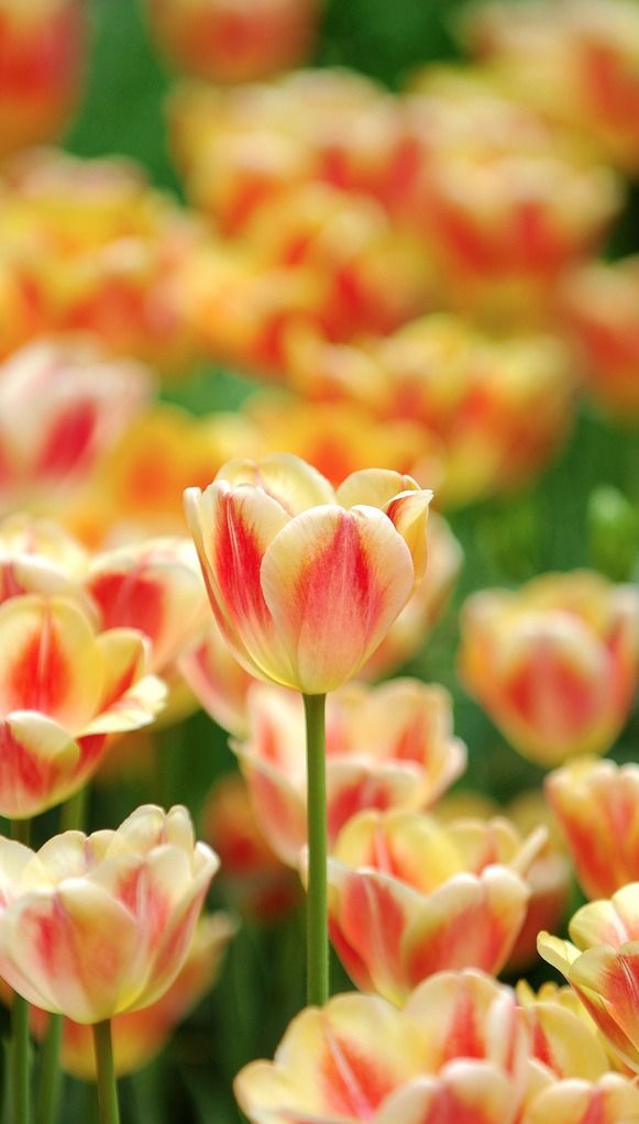 tulips....