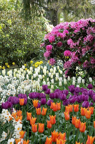 Tulip Garden, Mt Vernon, Washington
