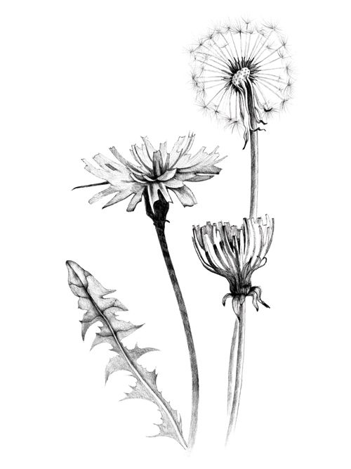 A great website to learn more about forgotten flowers and things we call weeds. ...