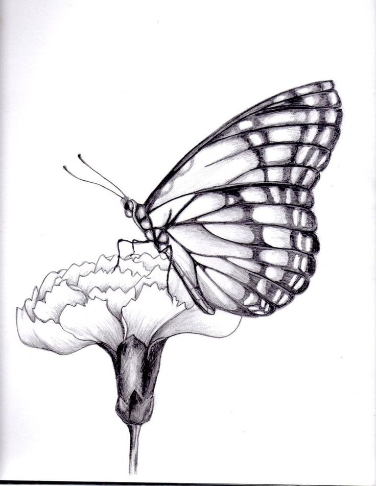 drawings of flowers and butterflies | my drawing of a butterfly. by ~kittycat727...