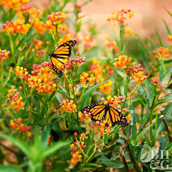Flowers and trees put on a great show and welcome birds and butterflies to your ...