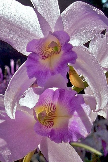 Orchids |