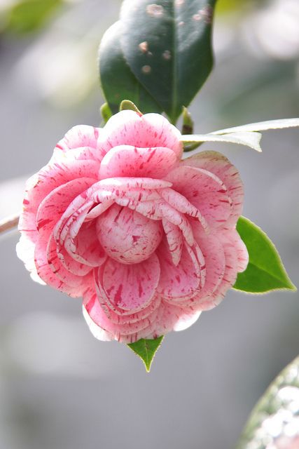 #camellia