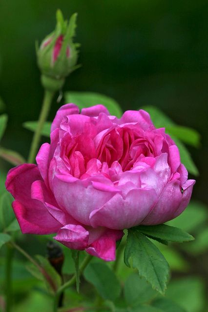 A perfect pink rose