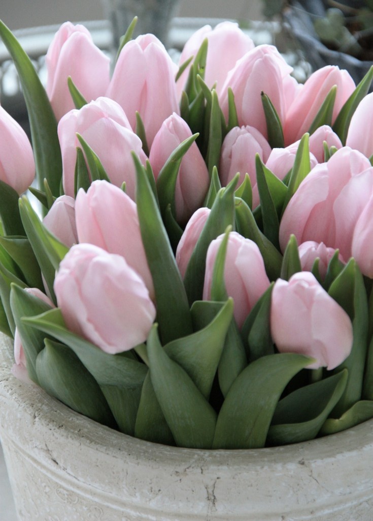 pink tulips-this is the Perfect shade of pink