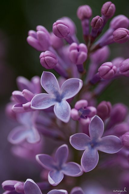 ~~ lovely lilacs ~~