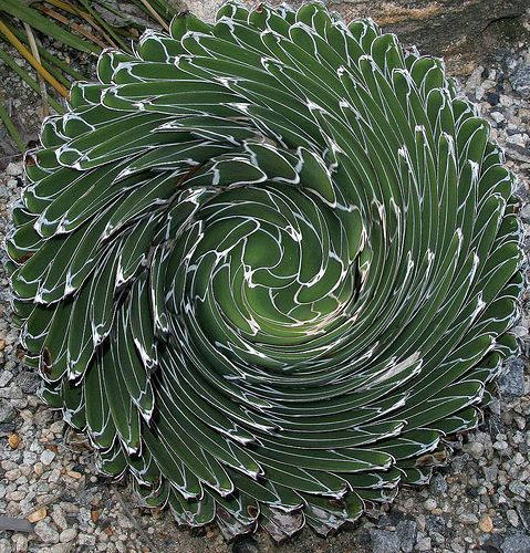 A rare South American cactus.