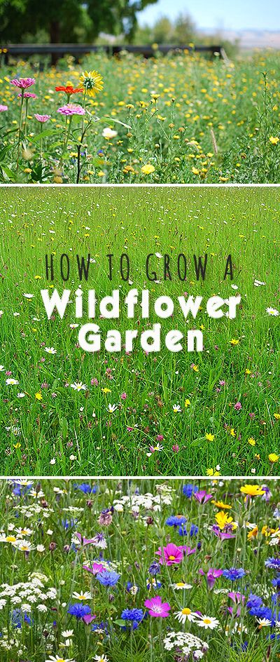 How to Grow a Wildflower Garden • Here’s how to get started and how to keep ...