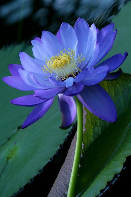 Water Lily by willowmina, via Flickr