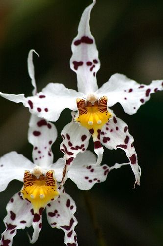 Spectacular orchid flowers