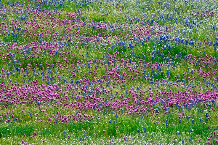 Mixture of Owls Clover, popcorn and Lupine | Wildflower meadows | Oxford Garden...