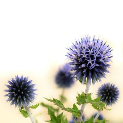 Echinops Ritro - Globular, spiky violet-blue flower heads are produced on mid-he...