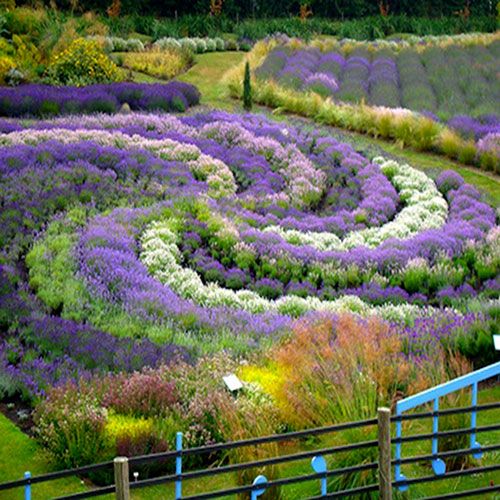 Lavender-palooza: Terrington in North Yorkshire is the venue in July of the Engl...