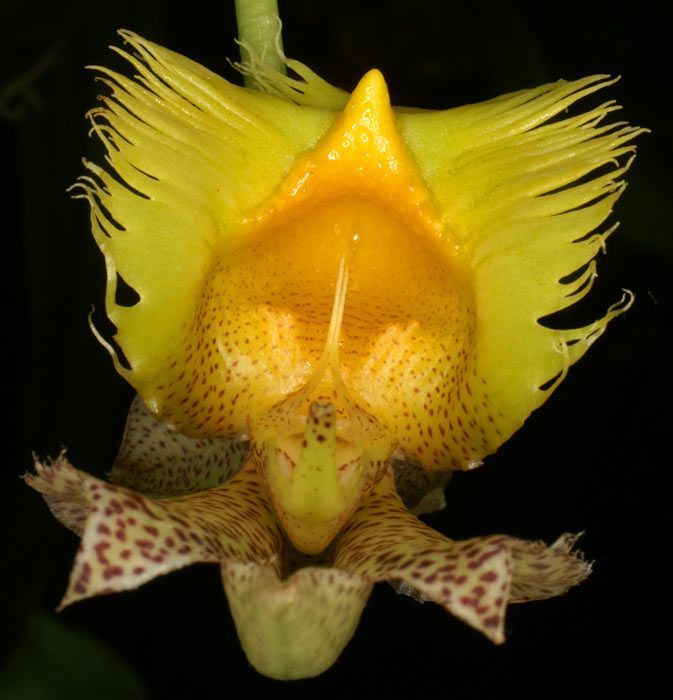 #Orchid - CARITA FELIZ    dennisharper.lnf....