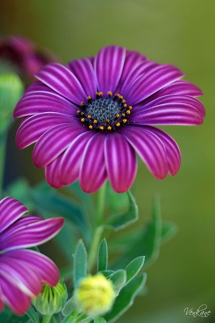 Purple daisy #provestra