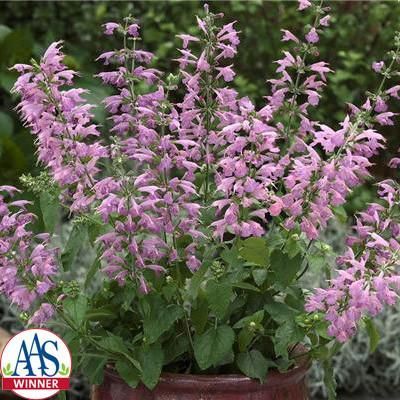 Salvia Summer Jewel Lavender - Salvia Summer Jewel flowers early and produces ge...