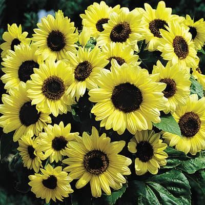 Sunflower Valentine - This beauty makes a terrific cut flower and is striking in...