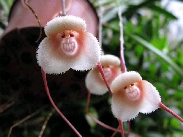 The rare and mysterious Grinning Monkey Orchid - Flowers to be creeped out by...
