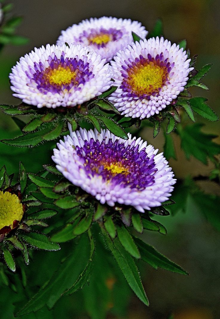 These asters are so different and colorful! Great choice for late summer color.