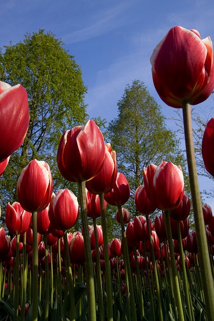 Tulip - Standing in line , Keukenhof Gardens, Lisse, Netherlands