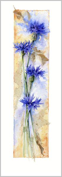 A watercolor of one of my favorite flowers, bachelor button by Jan Harbon