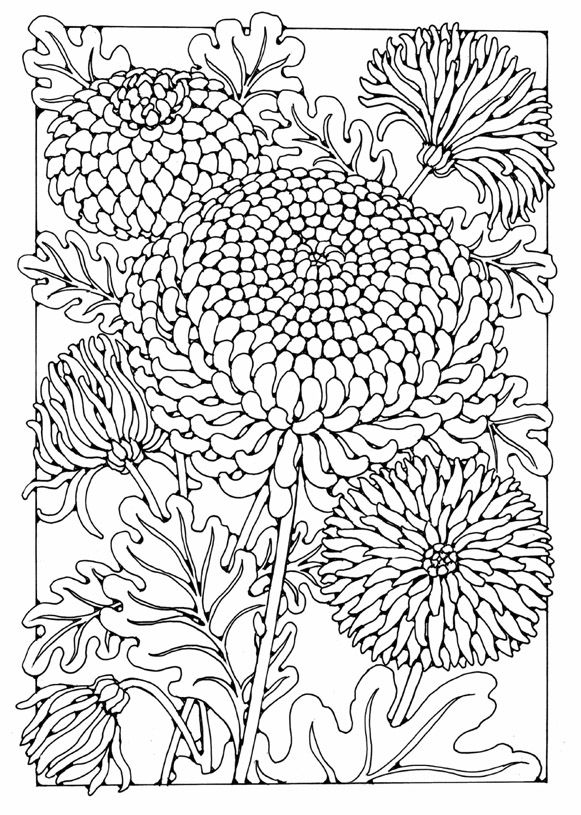 Flowers Drawings Flower Coloring Page Flowers Tn Leading Flowers Magazine Daily Beautiful Flowers For All Occasions Explore pbrannon's photos on flickr. flowers drawings flower coloring page