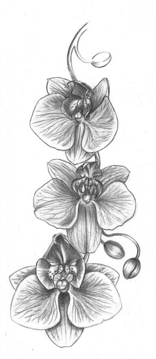 Grey Ink Orchid Flowers Tattoos Design