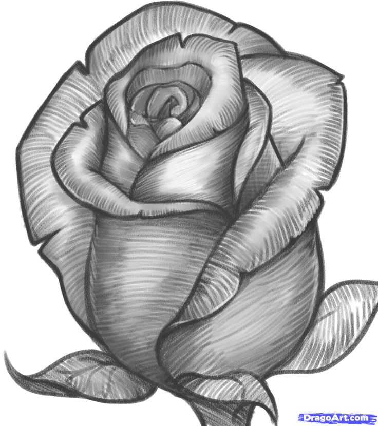 How to Draw a Rose Bud, Rose Bud, Step by Step, Flowers, Pop Culture, FREE Onlin...