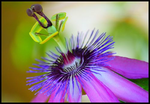 Explored, July 11, #420 Purple passion flower- Butterfly World, Coconut Creek, F...